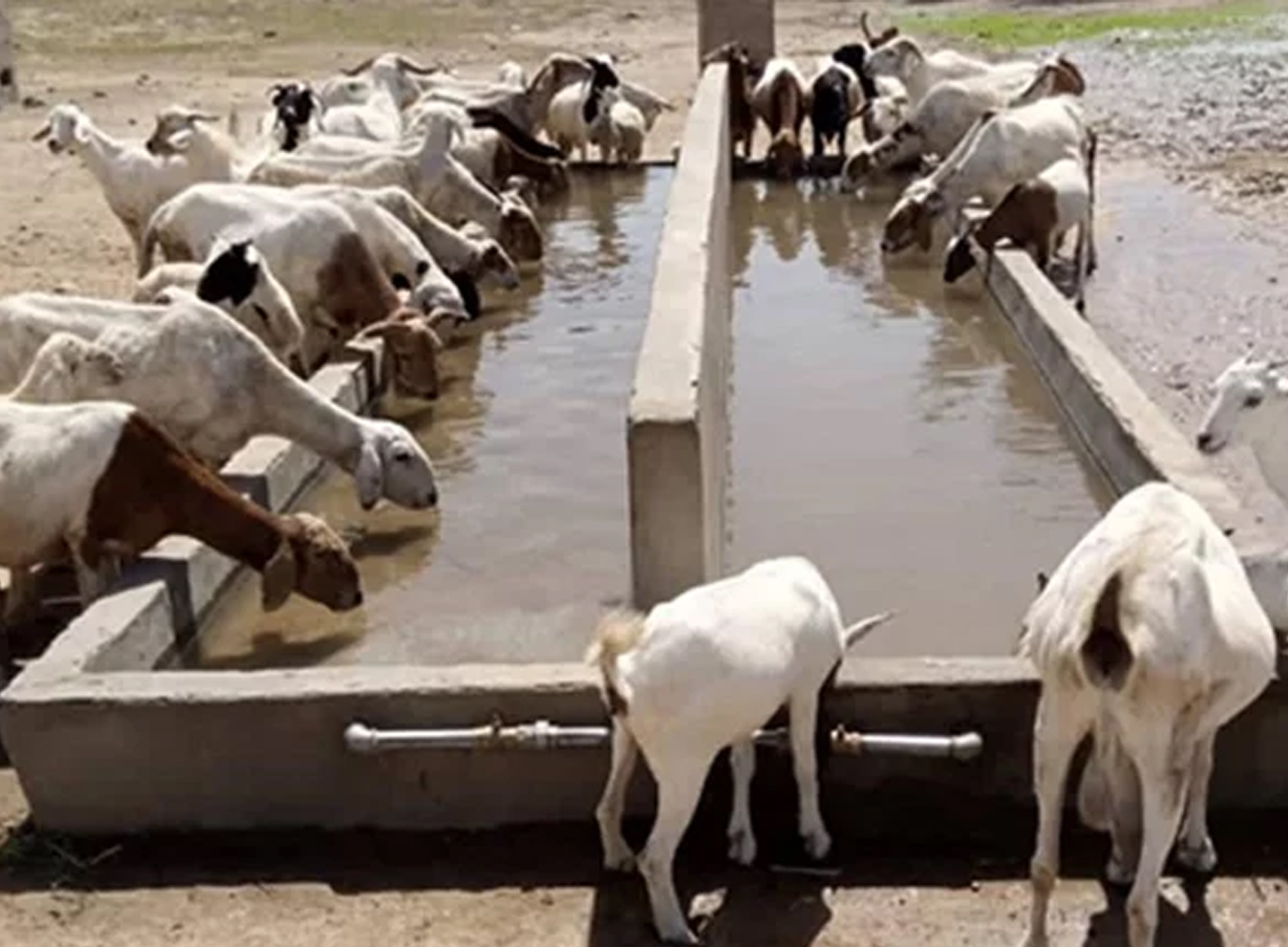 Livestock
